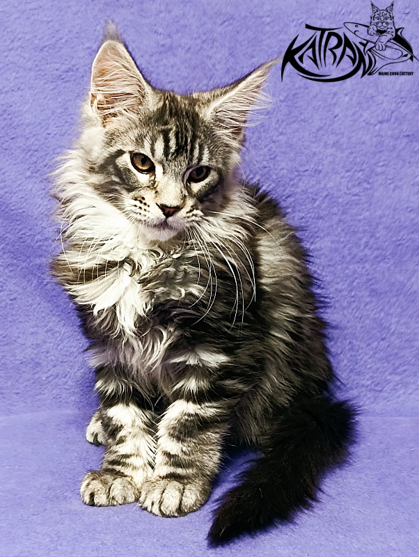 Katran Balthazar - Kitten maine-coon 3 months