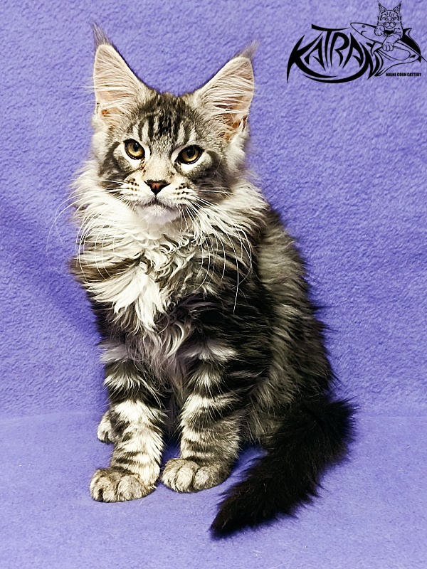 Katran Balthazar - Kitten maine-coon 3 months