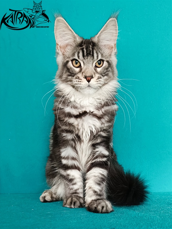 Katran Balthazar - Kitten maine-coon 4 months 1 week