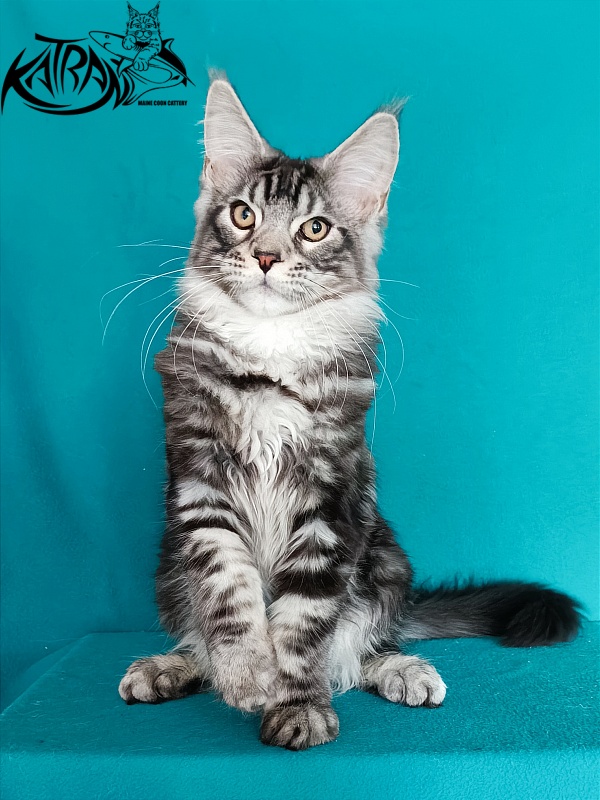 Katran Balthazar - Kitten maine-coon 4 months 1 week