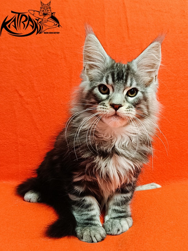Katran Balthazar - Kitten maine-coon 2.5 months