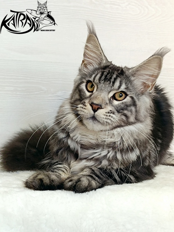 Katran Balthazar - Kitten maine-coon 6 months 1 week
