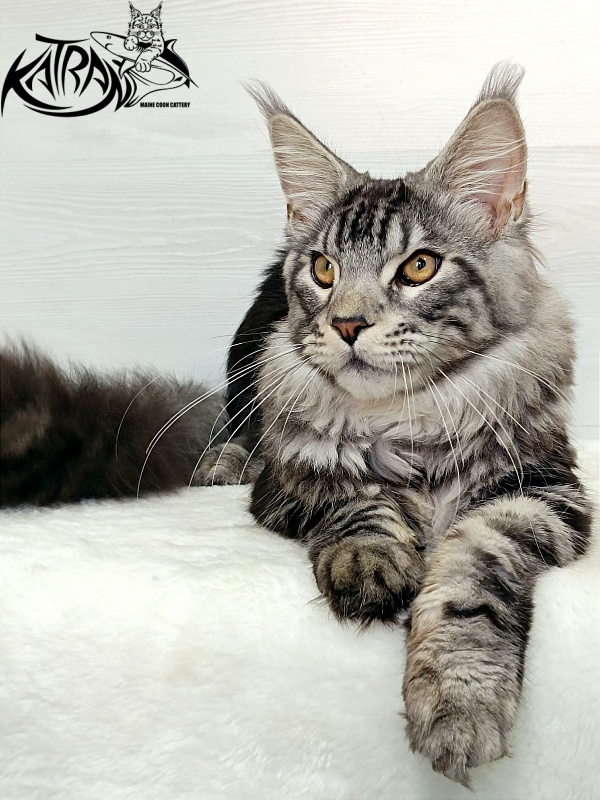 Katran Balthazar - Kitten maine-coon 6 months 1 week