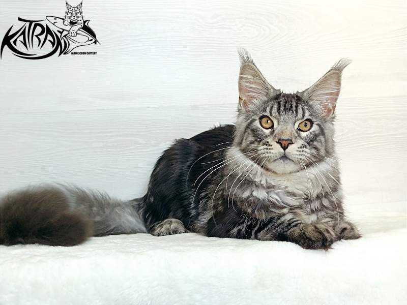 Katran Balthazar - Kitten maine-coon 6 months 1 week