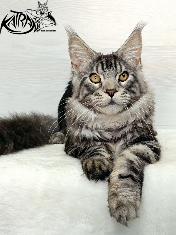 Katran Balthazar - Kitten maine-coon 6 months 1 week