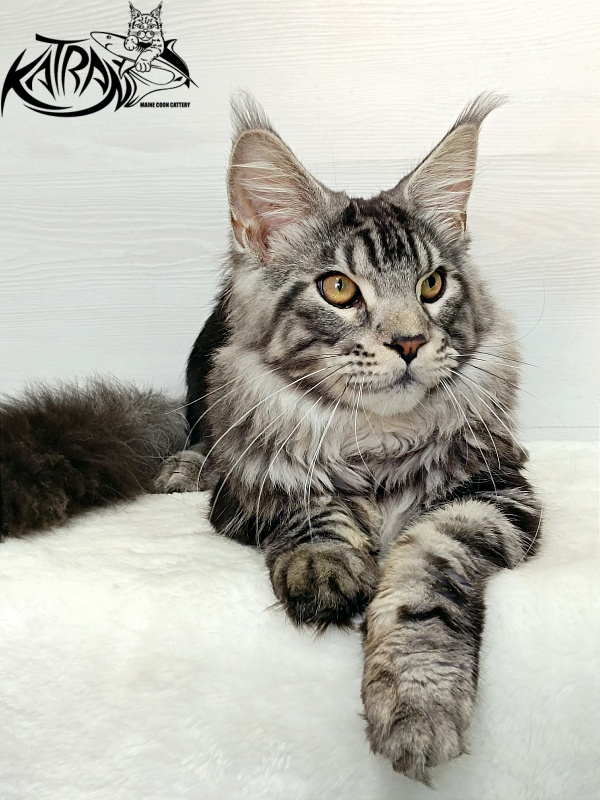 Katran Balthazar - Kitten maine-coon 6 months 1 week