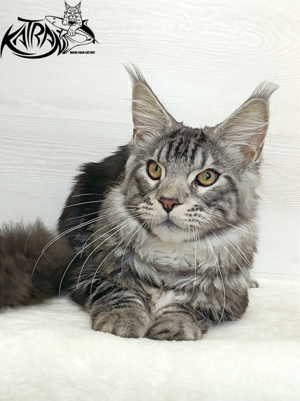 Katran Balthazar - Kitten maine-coon 6 months 1 week