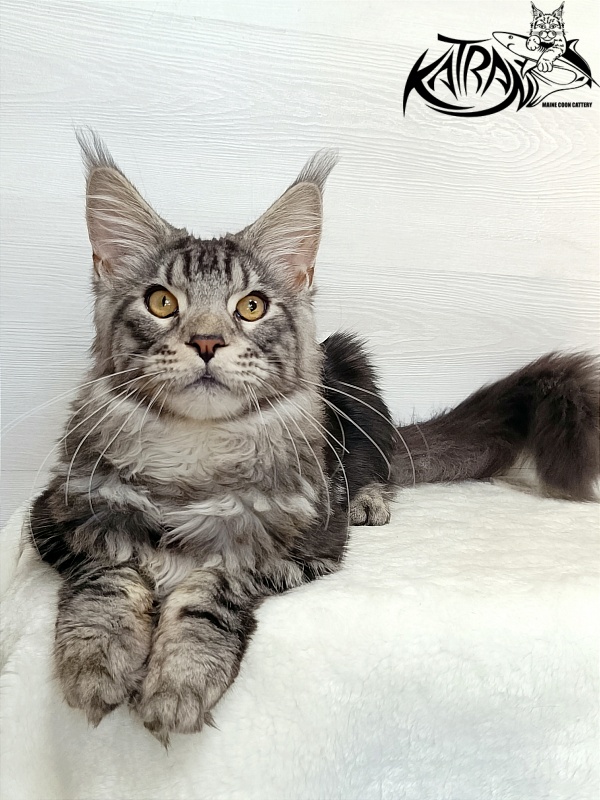 Katran Balthazar - Kitten maine-coon 6 months 1 week