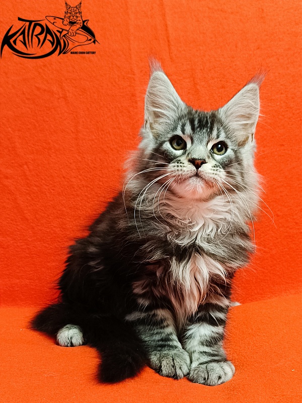 Katran Balthazar - Kitten maine-coon 2.5 months