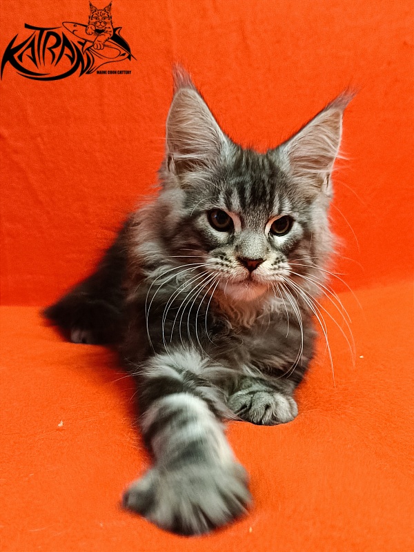 Katran Balthazar - Kitten maine-coon 2.5 months