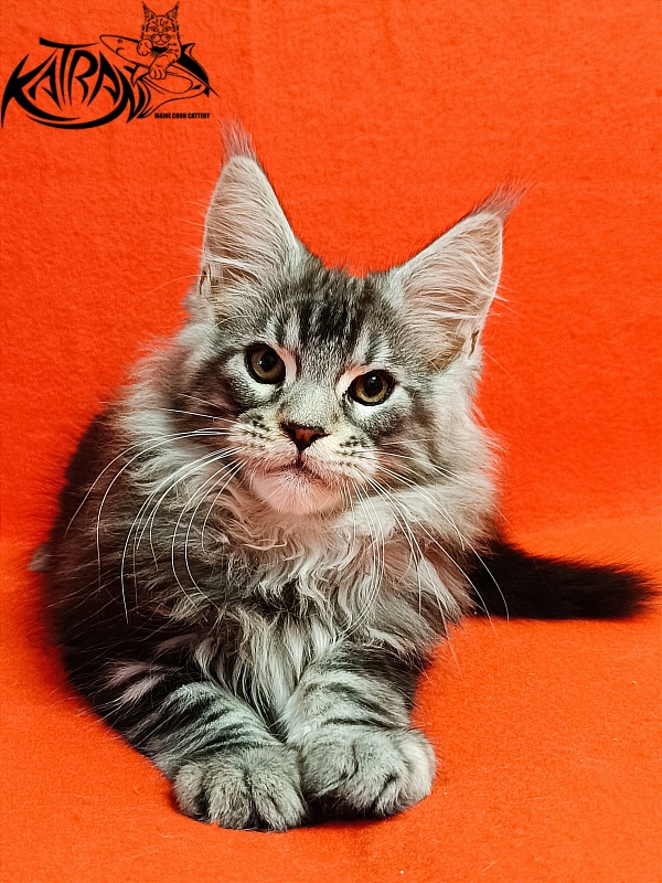 Katran Balthazar - Kitten maine-coon 2.5 months