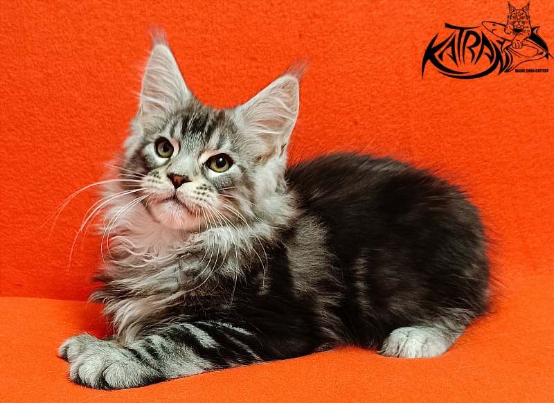 Katran Balthazar - Kitten maine-coon 2.5 months