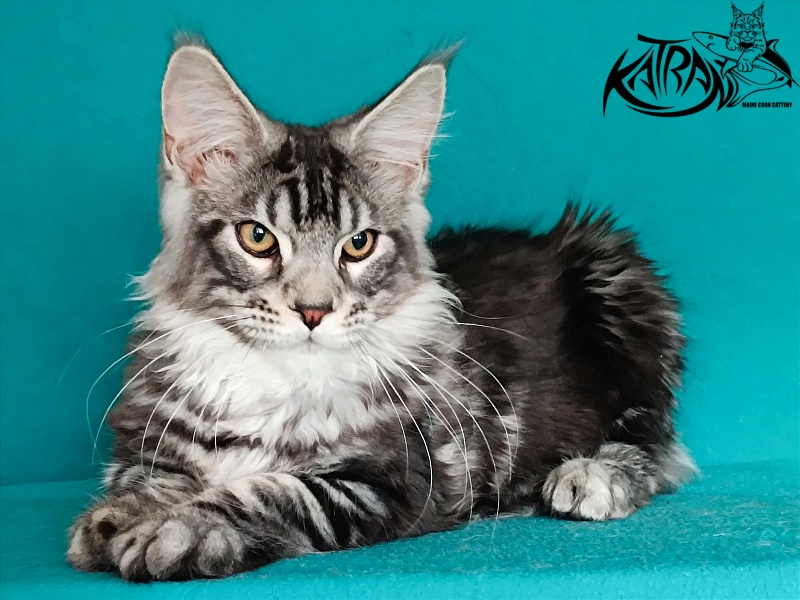 Katran Balthazar - Kitten maine-coon 4 months 1 week