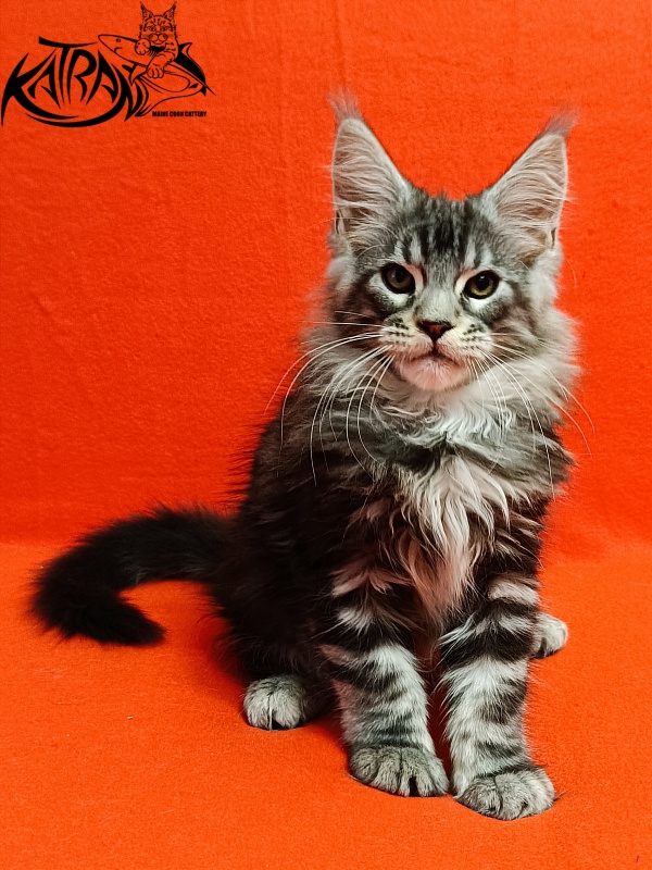 Katran Balthazar - Kitten maine-coon 2.5 months
