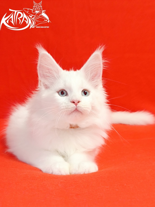 Katran Boston - Кошеня мейн-кун 2,5 місяця