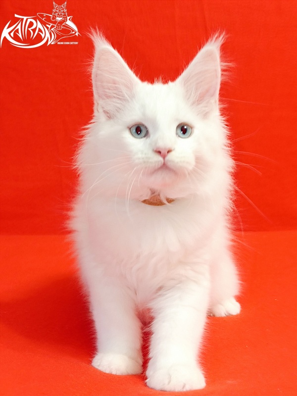 Katran Boston - Кошеня мейн-кун 2,5 місяця