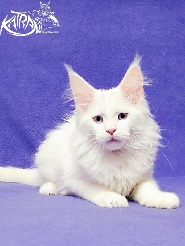 Katran Boston - Кошеня мейн-кун 3 місяця