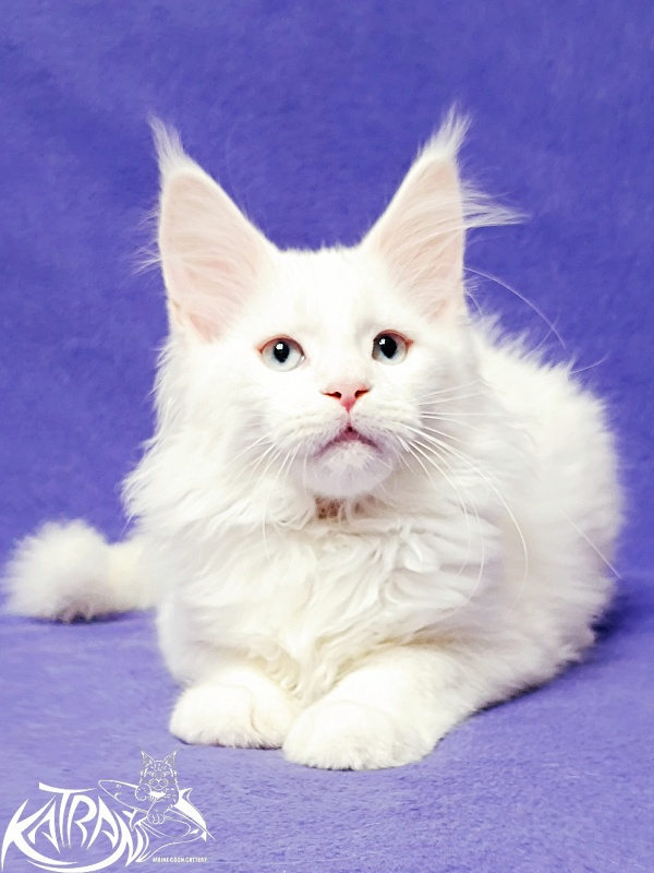 Katran Boston - Кошеня мейн-кун 3 місяця