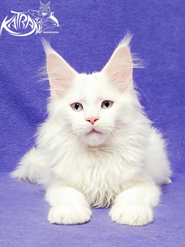 Katran Boston - Кошеня мейн-кун 3 місяця