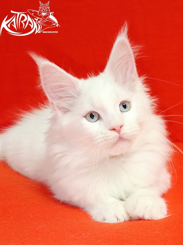 Katran Boston - Кошеня мейн-кун 2,5 місяця