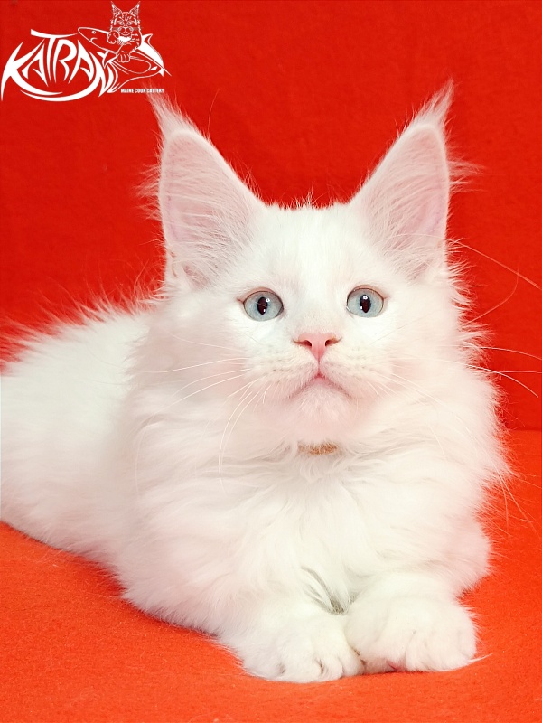 Katran Boston - Кошеня мейн-кун 2,5 місяця