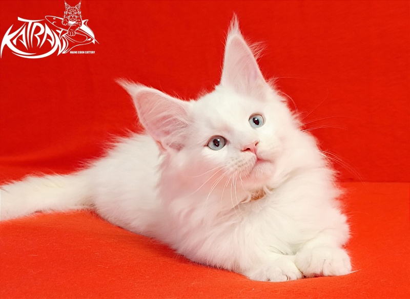 Katran Boston - Кошеня мейн-кун 2,5 місяця