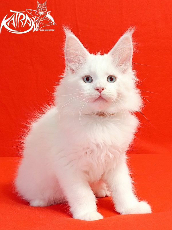 Katran Boston - Кошеня мейн-кун 2,5 місяця
