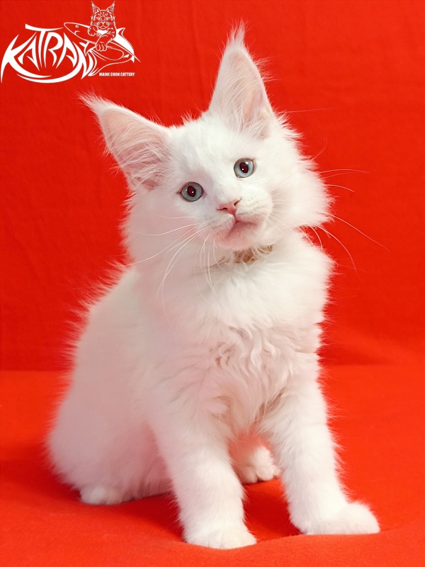 Katran Boston - Кошеня мейн-кун 2,5 місяця