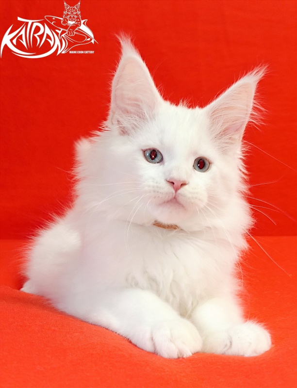 Katran Boston - Кошеня мейн-кун 2,5 місяця