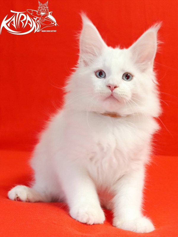 Katran Boston - Кошеня мейн-кун 2,5 місяця