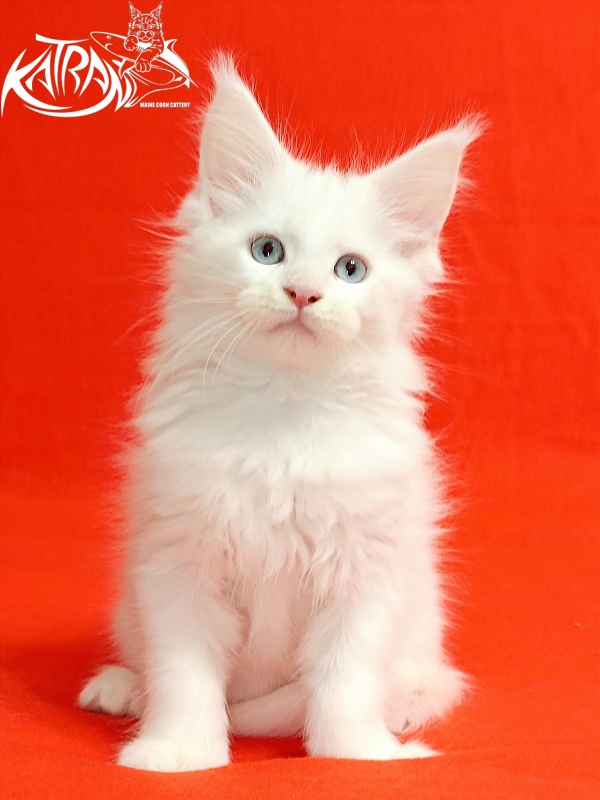 Katran Baysar - Кошеня мейн-кун 2,5 місяця