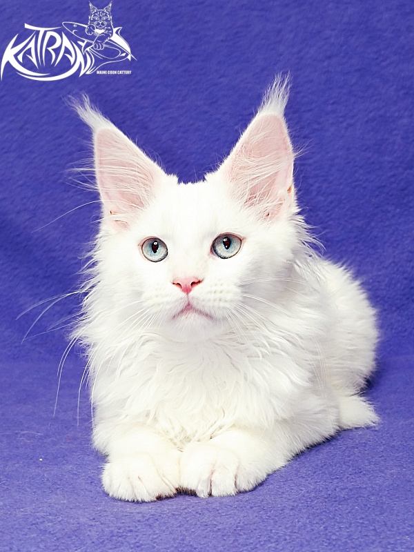 Katran Baysar - Кошеня мейн-кун 3 місяця