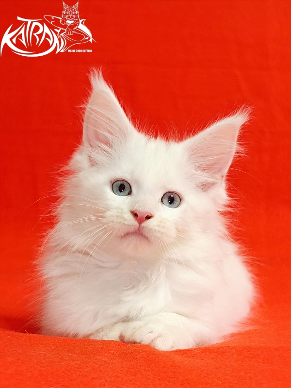 Katran Baysar - Кошеня мейн-кун 2,5 місяця