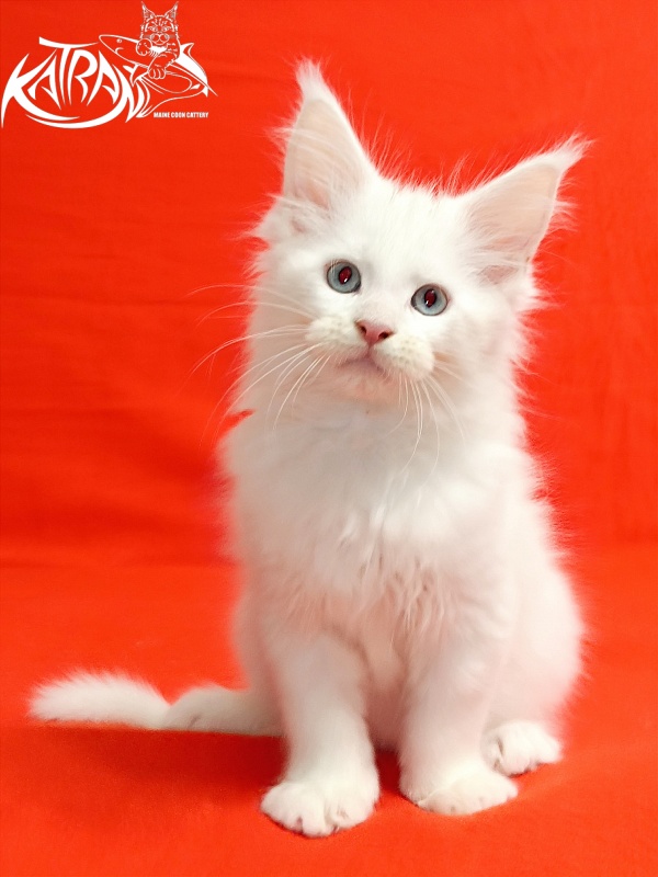 Katran Baysar - Кошеня мейн-кун 2,5 місяця