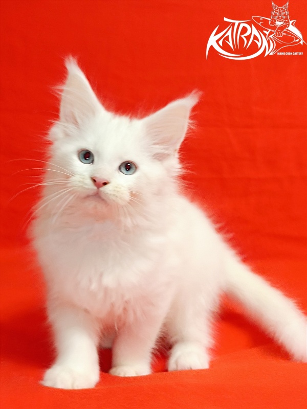 Katran Baysar - Кошеня мейн-кун 2,5 місяця