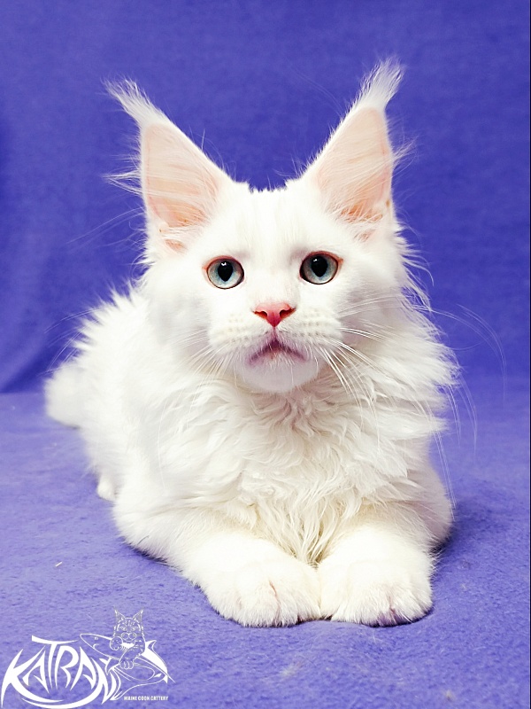 Katran Baysar - Кошеня мейн-кун 3 місяця