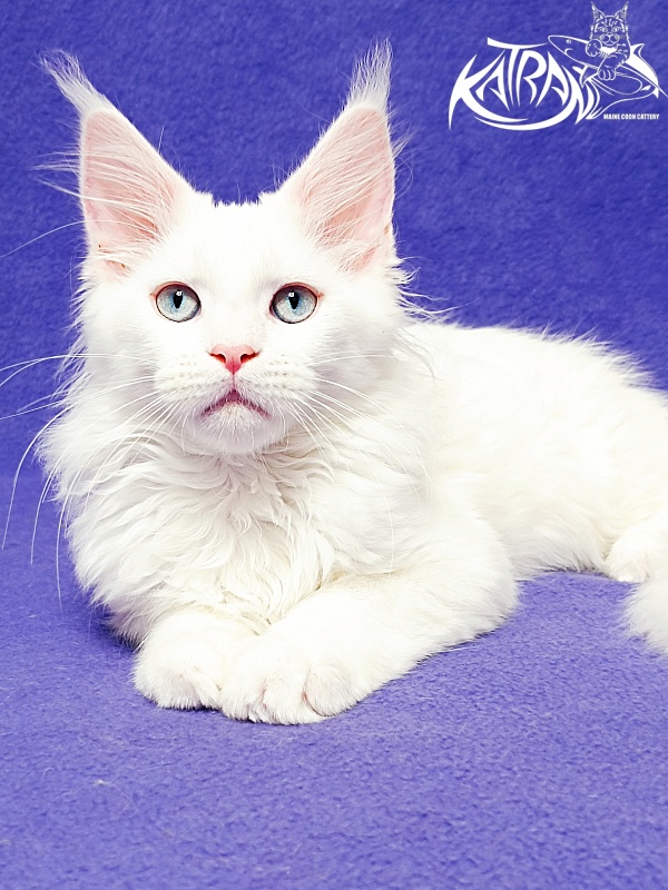 Katran Baysar - Кошеня мейн-кун 3 місяця