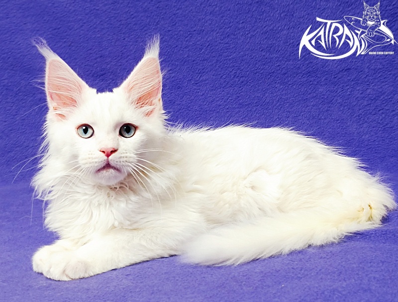 Katran Baysar - Кошеня мейн-кун 3 місяця