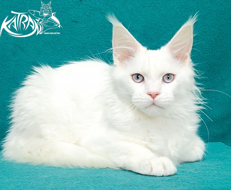 Katran Baysar - Кошеня мейн-кун 4 місяця 1 тиждень