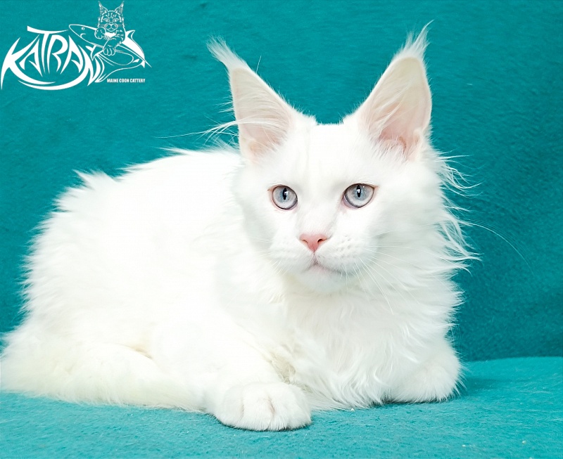 Katran Baysar - Кошеня мейн-кун 4 місяця 1 тиждень