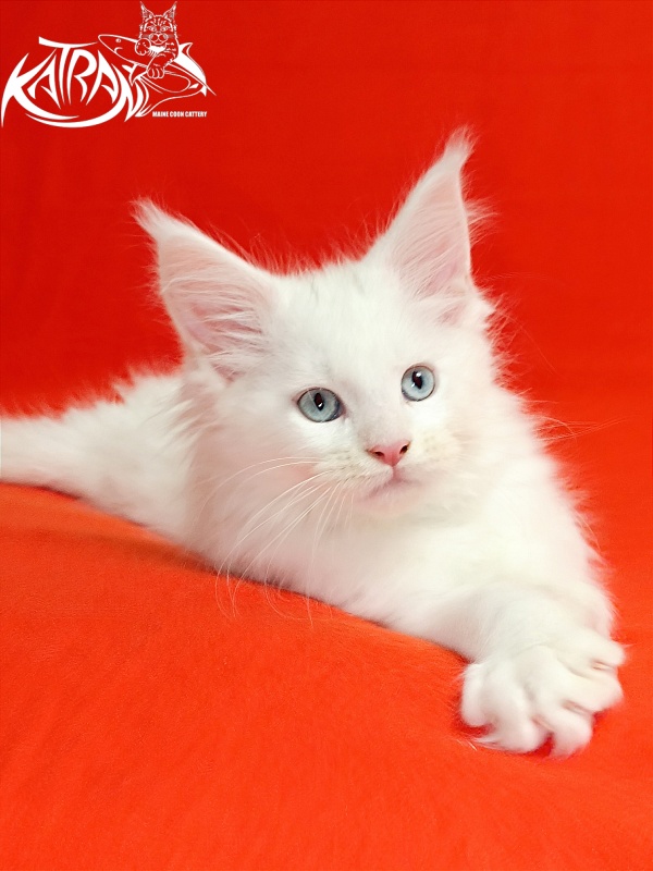 Katran Baysar - Кошеня мейн-кун 2,5 місяця