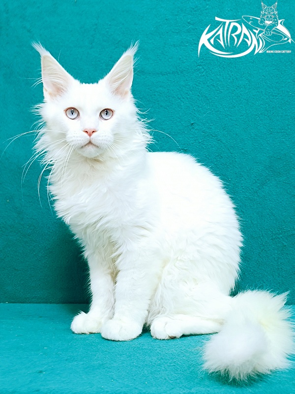 Katran Baysar - Кошеня мейн-кун 4 місяця 1 тиждень