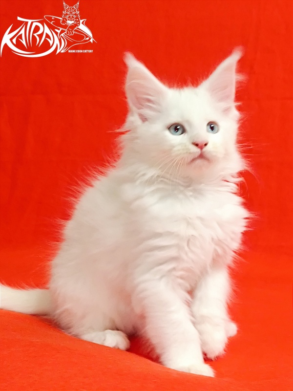 Katran Baysar - Кошеня мейн-кун 2,5 місяця