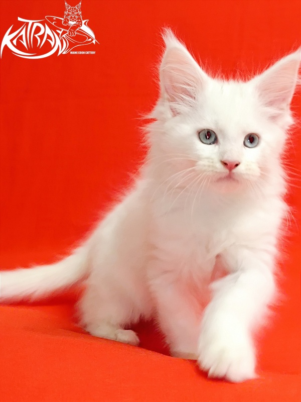 Katran Baysar - Кошеня мейн-кун 2,5 місяця