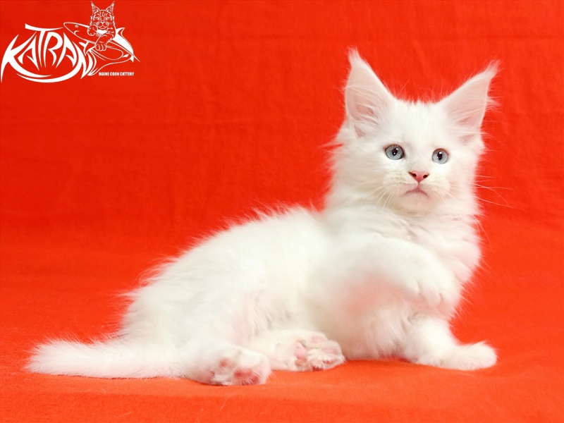 Katran Baysar - Кошеня мейн-кун 2,5 місяця