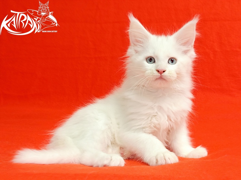 Katran Baysar - Кошеня мейн-кун 2,5 місяця