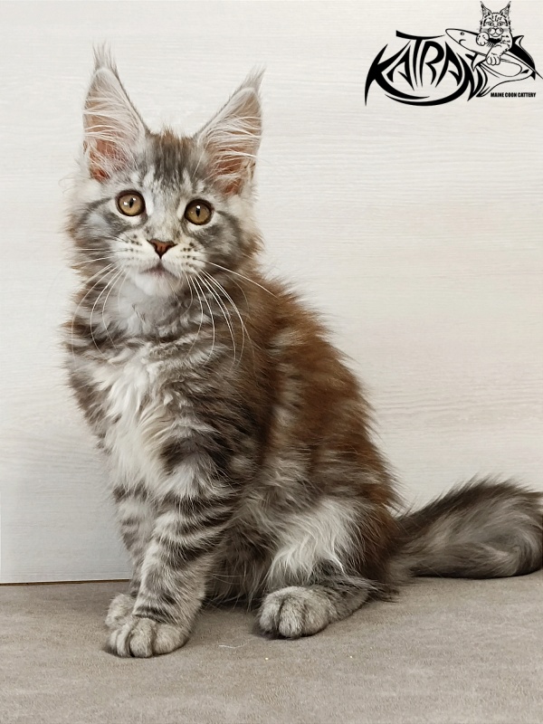 Katran Caramel - Кошеня мейн-кун 3 місяця
