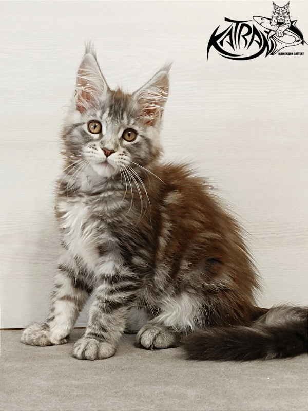 Katran Caramel - Кошеня мейн-кун 3 місяця