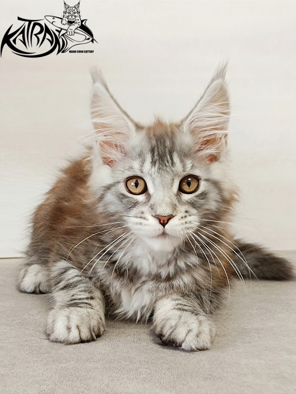 Katran Caramel - Кошеня мейн-кун 3 місяця