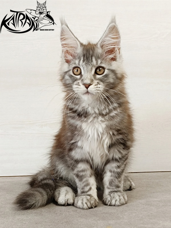 Katran Caramel - Кошеня мейн-кун 3 місяця